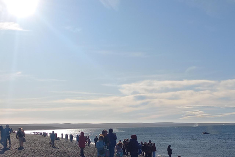 Puerto Madryn: El Doradillo Whale Watching Tour with Pickup