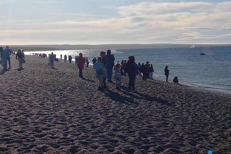Puerto Madryn: El Doradillo Whale Watching Tour with Pickup