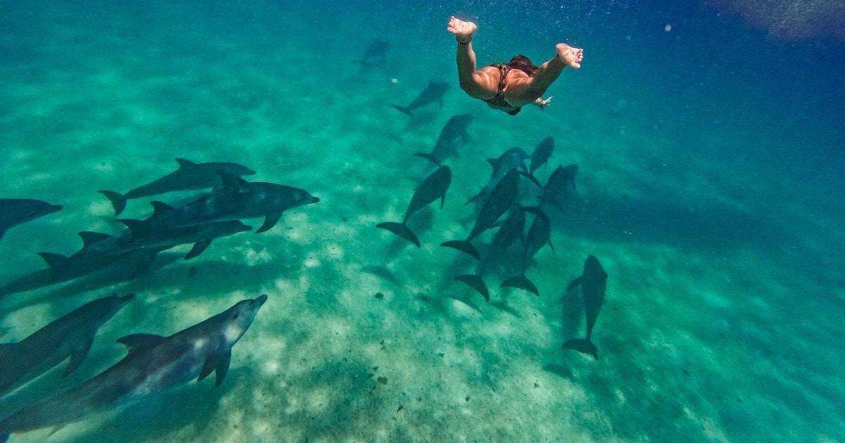 Excursi N Con Delfines Nadar Con Tortugas Y Bosque De Jozani