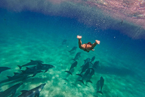 Passeio com golfinhos e nado com tartarugas em KizimkaziPasseio de golfinhos e natação de tartarugas em kizimkazi