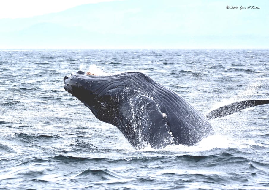 From Victoria: Whale Watching Tour by Zodiac Boat | GetYourGuide