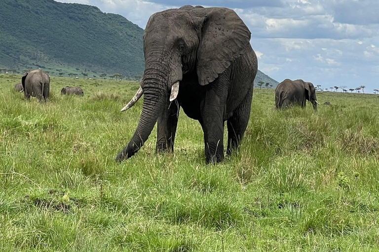 Safari económico de 4 días por Masai Mara y el lago Nakuru