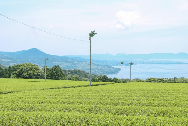 Visit Nagasaki: Explore Japanese Teas on a Tea Tour in Nagasaki