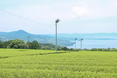 Nagasaki: Explore Japanese Teas on a Tea Tour