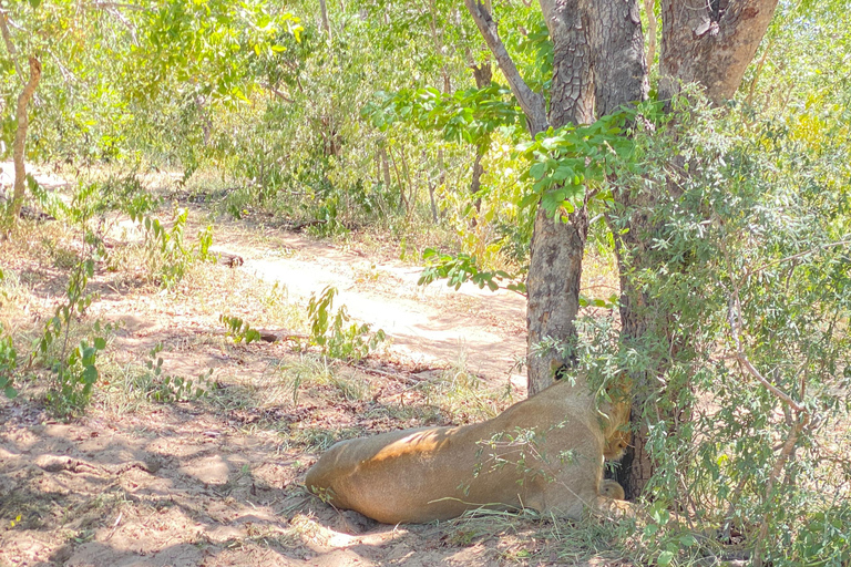 Excursión de un día a Chobe