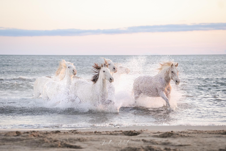 Camargue: Fotoworkshop in den Sümpfen mit freilaufenden Pferden