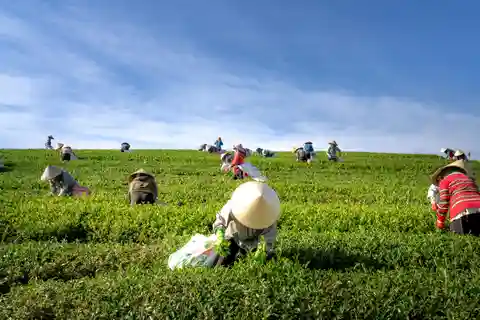 Tour de 3 noches y 4 días por Kerala: paquete con casa flotante en Munnar y Alleppey