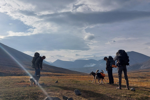Abisko: Husky Hike in Abisko Valley with Alaskan Huskies