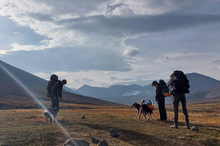 Abisko: Husky Hike in Abisko Valley with Alaskan Huskies