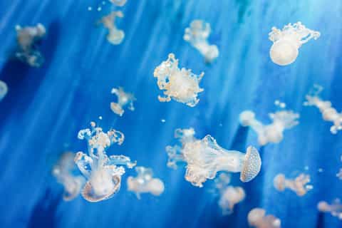 Aquarium of Genoa: Timeslot Ticket