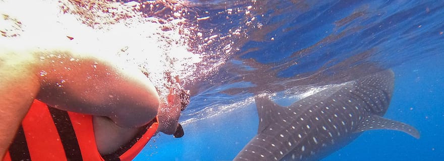 Holbox : partez à la recherche des requins baleines et nagez avec eux ! Tout compris.