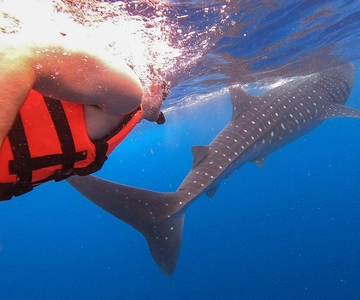 Holbox: Pływanie z dzikimi rekinami wielorybimi Wycieczka łodzią