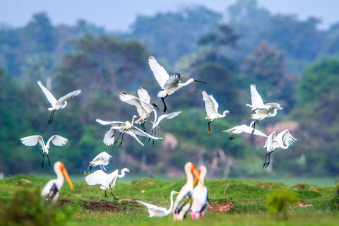 Sri Lanka - Visite privée de 5 jours avec expériences localesCette option comprend le transport privé, les repas, les hôtels, le guide.