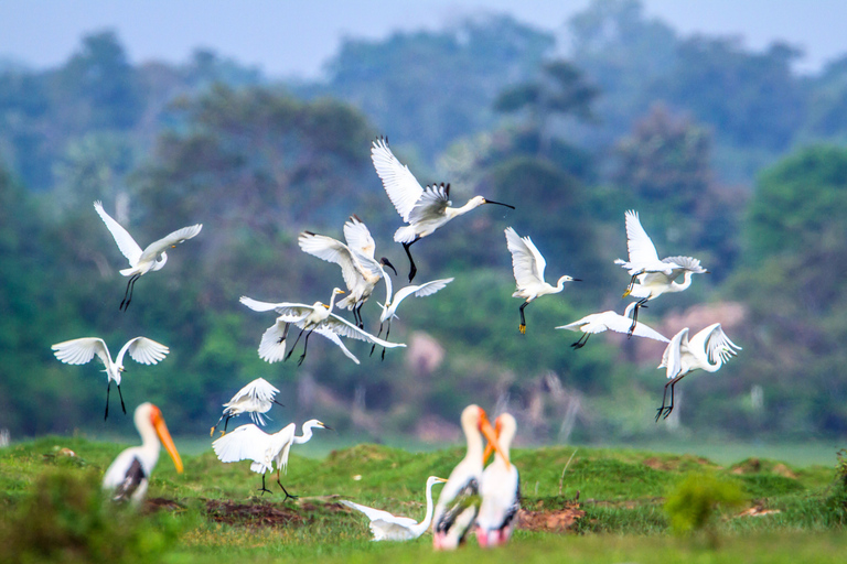 Sri Lanka - Visite privée de 5 jours avec expériences localesCette option comprend le transport privé, les repas, les hôtels, le guide.