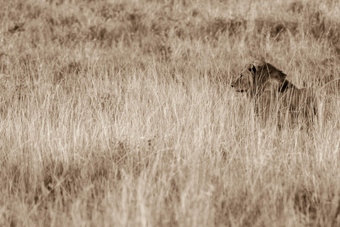 From St Lucia: Big 5 Safari in the Hluhluwe-Imfolozi Park Safari For Six Big 5 Safari