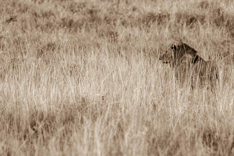 From St Lucia: Big 5 Safari in the Hluhluwe-Imfolozi Park Safari For Six Big 5 Safari