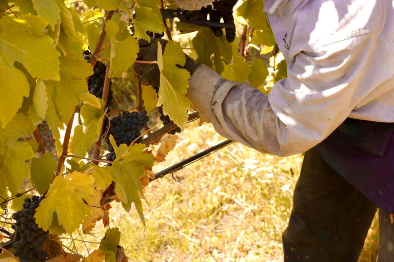 Valparaiso, Viña del Mar, Weingut, Seelöwen und Bootsfahrt