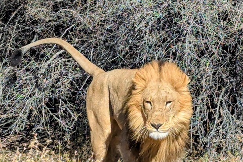 2-Day Zimbabwe, Zambia & Botswana Explorer