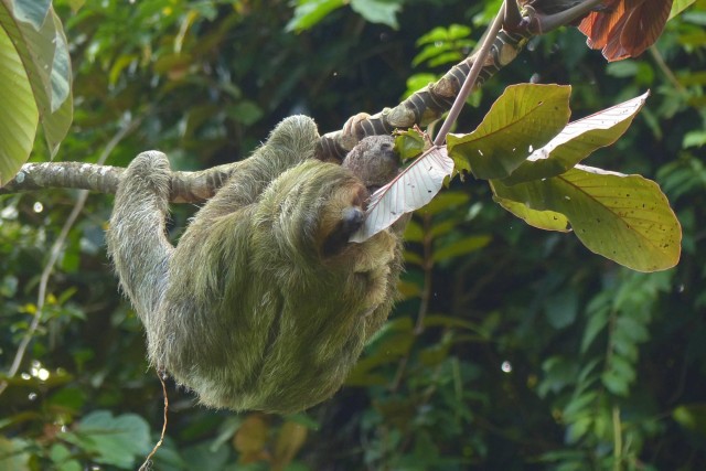 Visit Sloth Watching Tour In Rio Celeste Costa Rica in La Fortuna