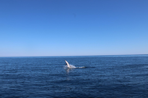 Taormina: Sunset Dolphin Tour by Catamaran with Aperitif