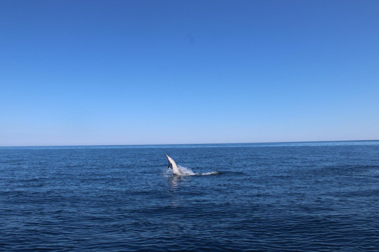 Taormina: Sunset Dolphin Tour by Catamaran with Aperitif