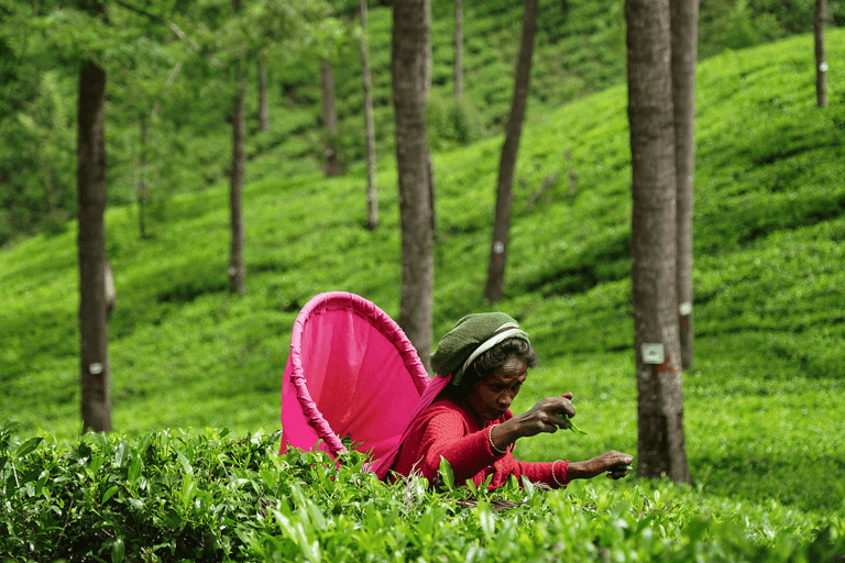 Ella Day Tour: with Tea Factory Visit From Colombo/ Negombo