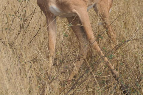 Kasane: 1 day Chobe NP Safari with Boat Cruise and Lunch