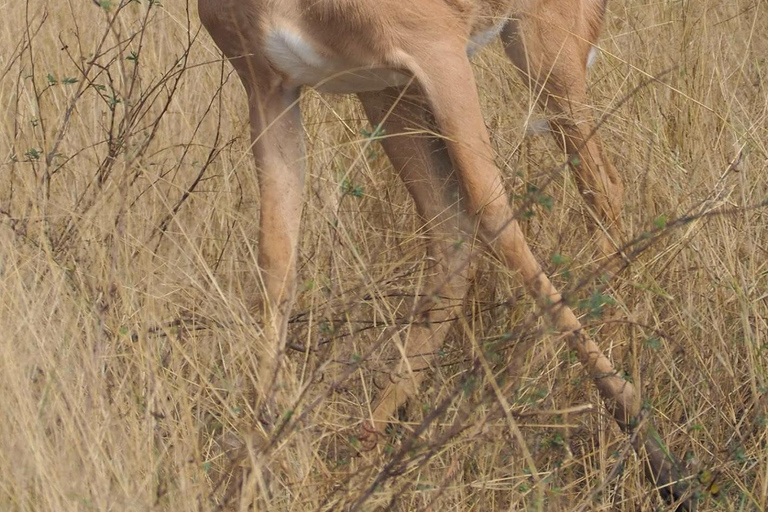 Kasane: 1 day Chobe NP Safari with Boat Cruise and Lunch