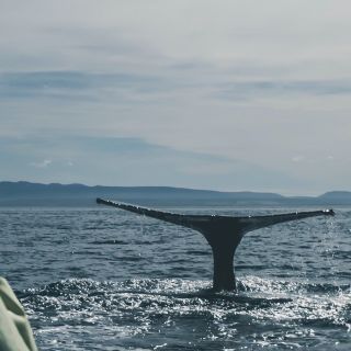 Ab Reykjavík: Whale Watching an Bord einer Luxusjacht