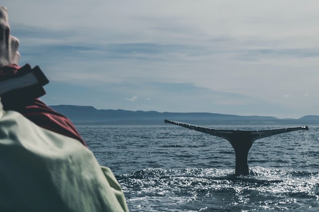 Reykjavík: Walvissen spotten vanaf een luxe jacht