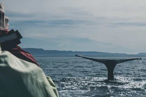 Depuis Reykjavik : observation de baleines à bord d’un yacht