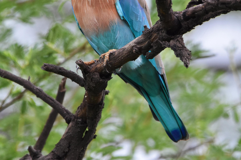 Wędrówka/trekking/spacer pośród natury z widokiem na wschód słońca, obserwacją ptaków i widokiem na miastoWędrówka/trekking/spacer na łonie natury z widokiem na wschód