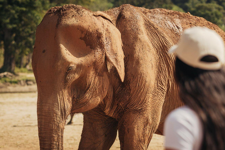 Agra: Taj Mahal Sunrise & Ethical Elephant Conservation Tour Guide Only