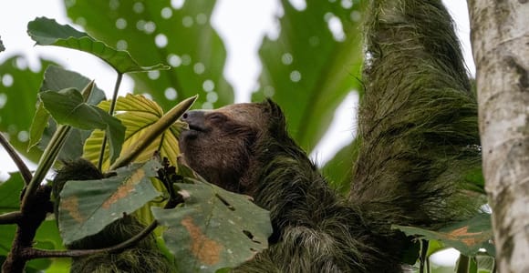 La Fortuna: Sloths & Coffee, Chocolate and Sugarcane Tour