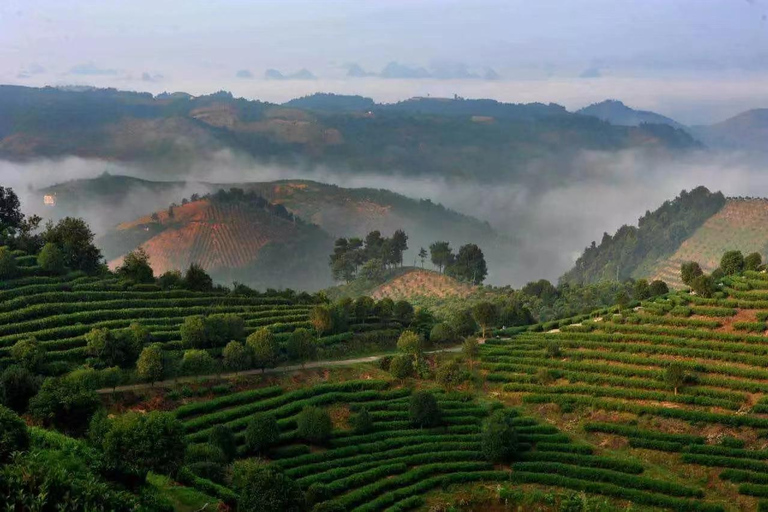 The Largest Tea Plantation and Xianggong Hill Tour