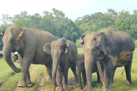 Sigiriya Rock & Minneriya Elephant Safari Day Tour