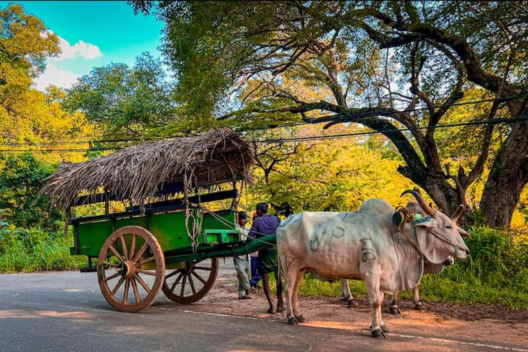 Ella: Sigiriya Rock, Dambulla Temple & Village Safari
