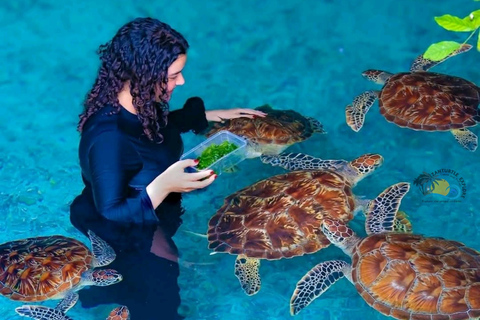 Zanzibar: Swim with Sea Turtles at Salaam Cave with Transfer Hotel Transfer Anywhere in Zanzibar