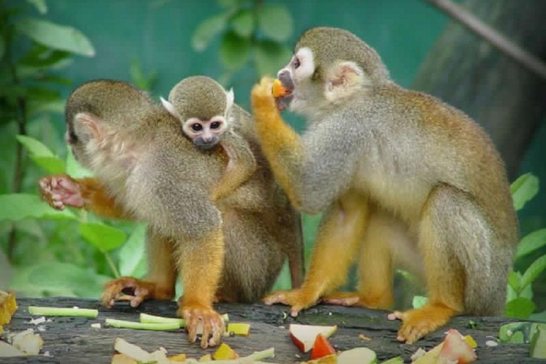 Puerto Plata: Monkey Home Encounter Adventure
