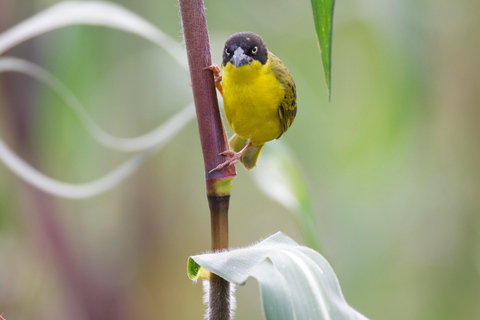 Kigali: 5-Day Birdwatching Tour Across Rwanda