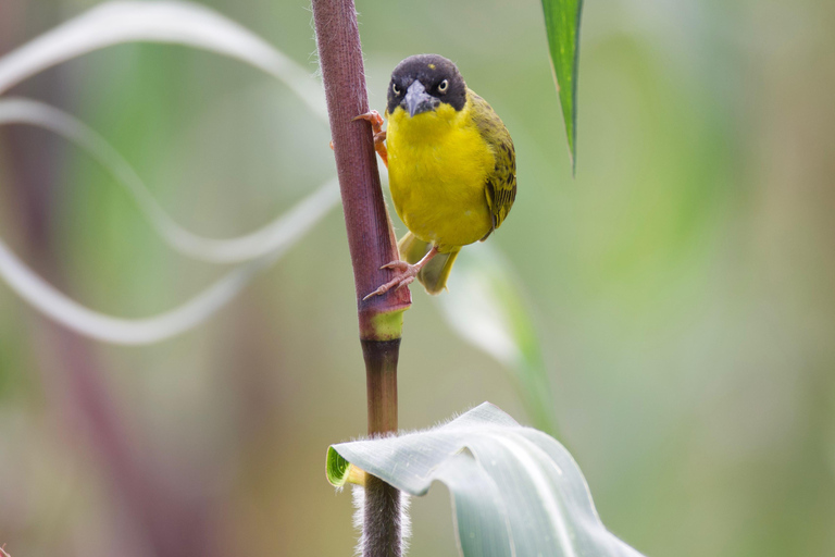 Kigali: 5-Day Birdwatching Tour Across Rwanda