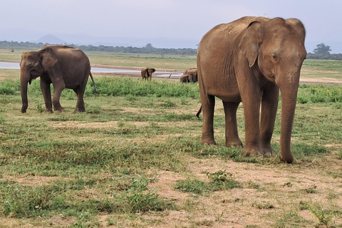 Minneriya National park safari with jeep & Entrance Ticket