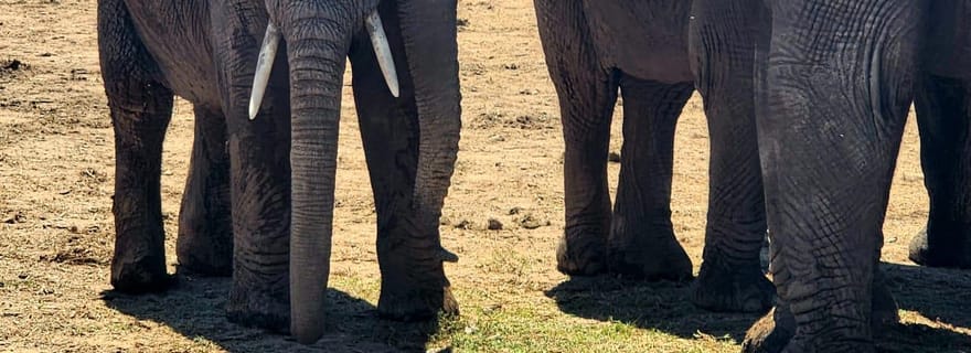 Visite d'une demi-journée du parc national des éléphants d'Addo (privé)