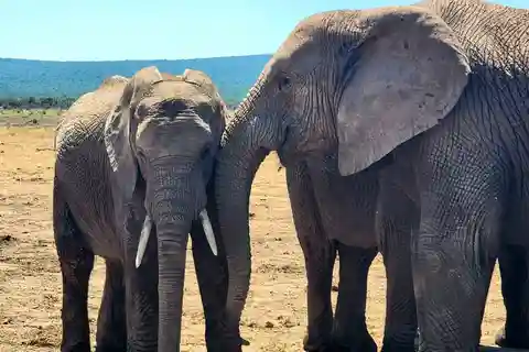 Private Addo Elephant National Park Half Day Tour