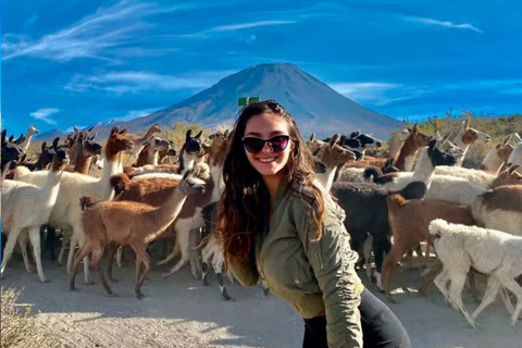 Arequipa: Salinas 2026 Tour – Wetlands, Flora, Fauna, and Volcanic Views