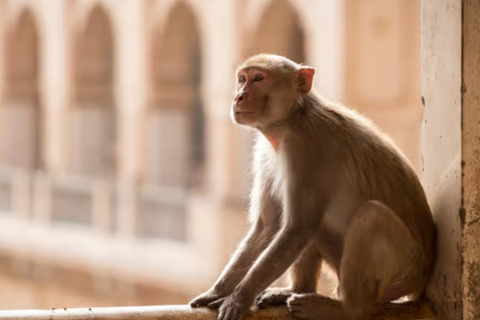 Jaipur: passeio matinal de tuk-tuk com vida local e templo - 4 horasJaipur: passeio de tuk-tuk pela manhã com vida local e templo antigo