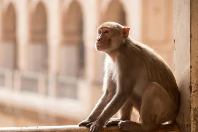 Jaipur: passeio matinal de tuk-tuk com vida local e templo - 4 horasJaipur: passeio de tuk-tuk pela manhã com vida local e templo antigo