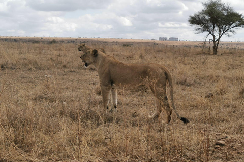 Z Nairobi: 4 dni Amboseli i safari Masai Mara