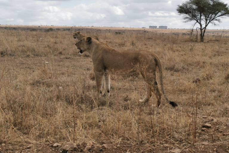 Z Nairobi: 4 dni Amboseli i safari Masai Mara