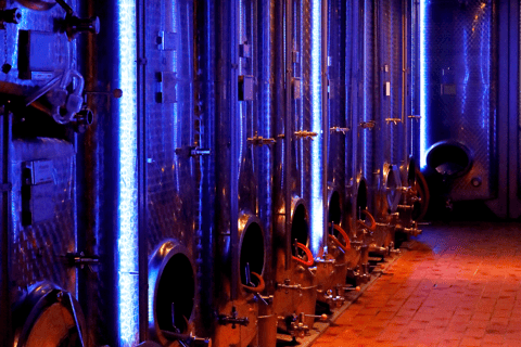 Organic wine discovery tour with tasting at the Mohr-Gutting organic winery (Palatinate)